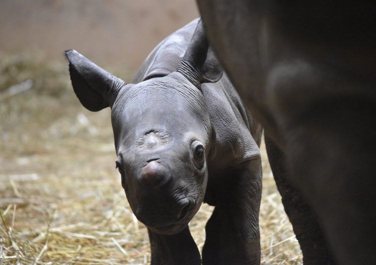Редчайший черный носорог родился в Чикаго