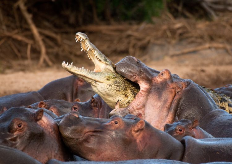 Юный бегемот играет с крокодилами